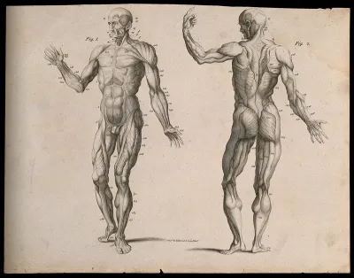 Two écorché figures, front and back views
