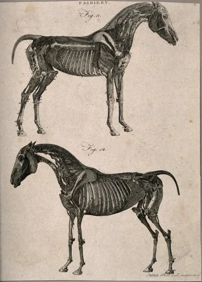 Two écorché horses: left and right side views