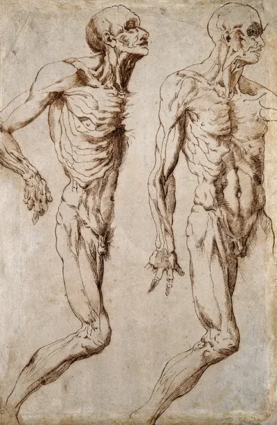 Two écorchés, facing right