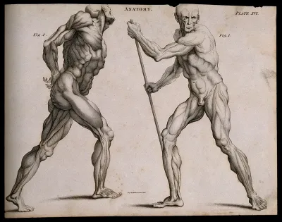 Two écorchés, one walking with the aid of a staff grasped with both hands, seen from the left side; the other walking with hands fastened (?) behind back, seen from the right side