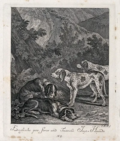 Two English par-force dogs and two German hunting-hounds resting in a forest