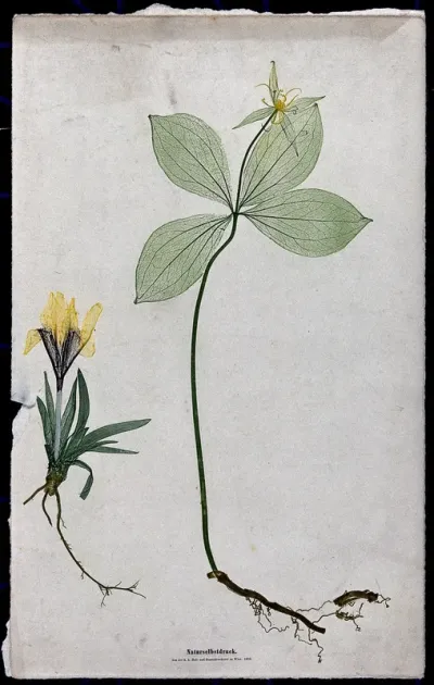 Two entire flowering plants, a yellow crocus (Crocus species) and a herb Paris (Paris quadrifolia)