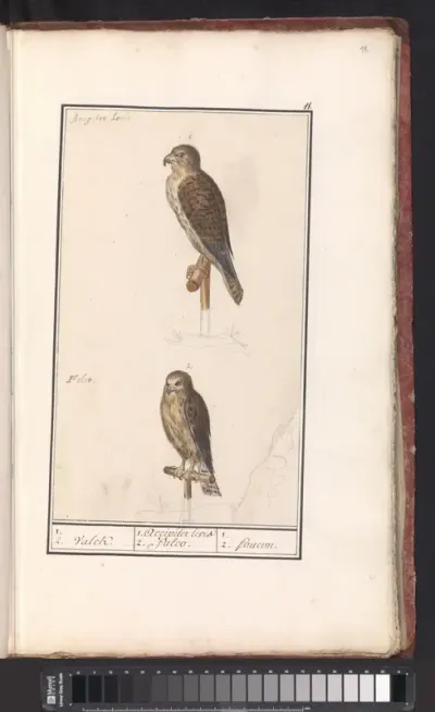 Two (Eurasian) kestrels