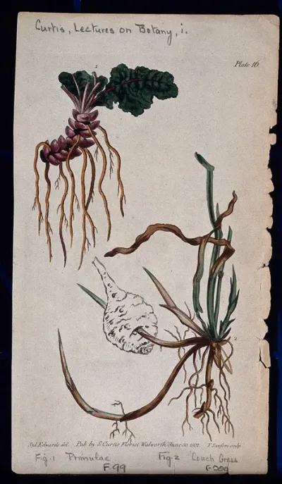 Two examples of different root systems: a denticulate primrose rootstock and a creeping couch grass root