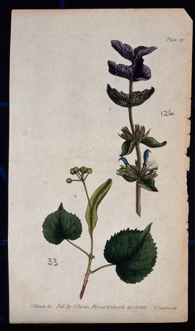 Two examples of flowering plant stems: a clary (Salvia sclarea) and lime (Tilia species)