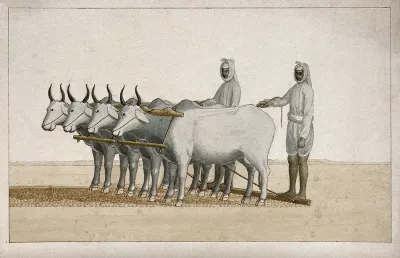 Two farmers using oxen to plough the land