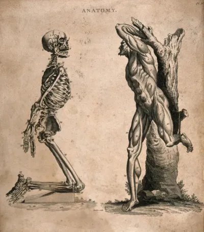 Two figures: a kneeling human skeleton, with hands tied behind its back, and an écorché figure tied to a tree-trunk