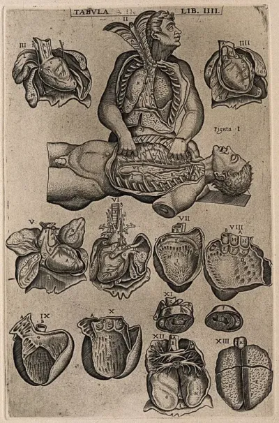 Two figures with their thoracic cavity exposed, one dissecting the other (figs I-II), together with illustrations mainly of the heart (figs III-XI) and two of the lungs (figs XII-XIII)