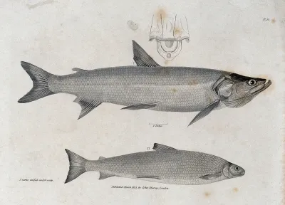 Two fish and a cross-section of their gills