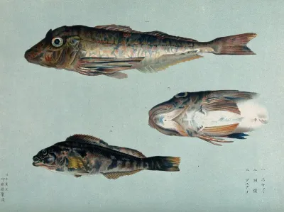 Two fish, and a detail of a fish