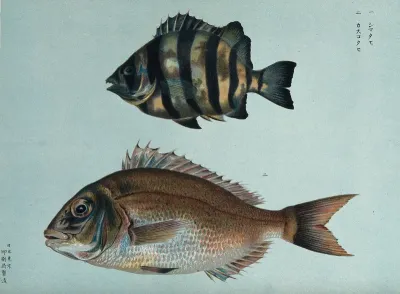 Two fish. Colour lithograph, 1884