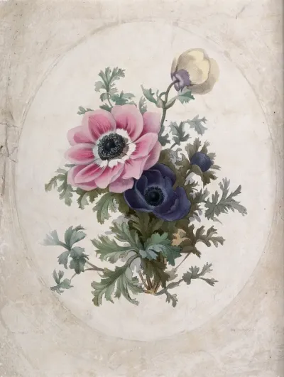 Two flowering anemones