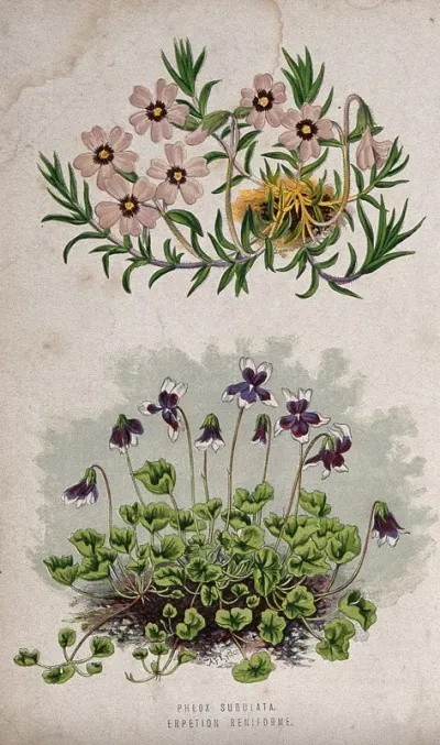 Two flowering plants: a phlox (Phlox subulata) above a violet (Viola hederacea) Chromolithograph, c