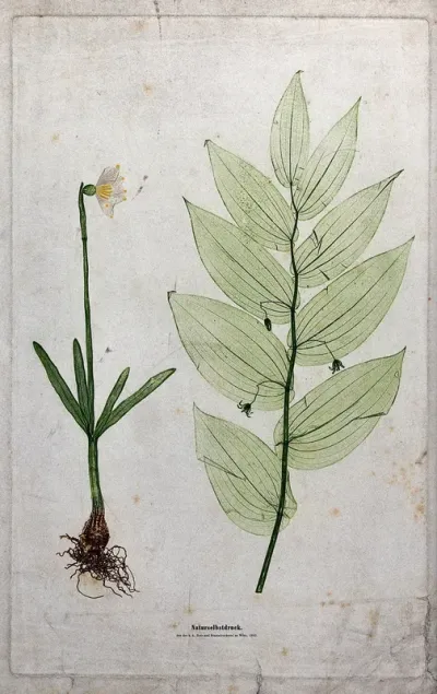 Two flowering plants, including a daffodil (Narcissus species) and a liliaceous plant