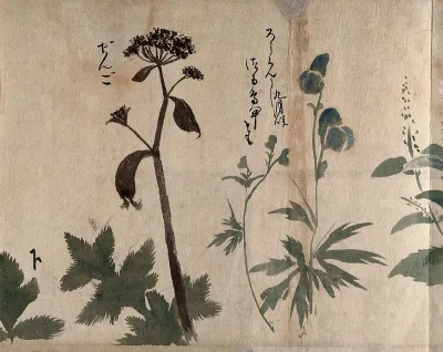 Two flowering plants, one a legume and one a umbelliferous species