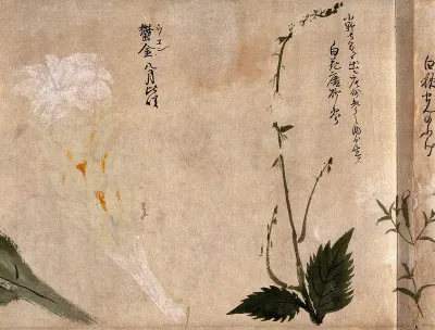 Two flowering plants, one possibly a campanula