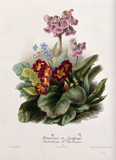 Two flowering plants: primroses (Primula species) and saxifrages (Saxifraga species)
