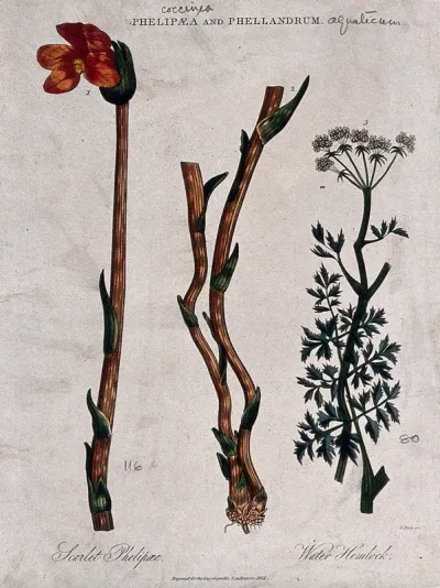 Two flowering plants: scarlet phelypaea (Phelypaea coccinea) and water hemlock (Oenanthe crocata)
