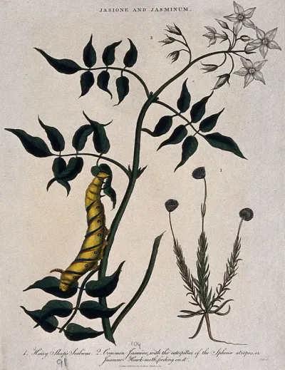 Two flowering plants: sheep's-bit (Jasione montana) and jasmine (Jasminum officinale), with a hawk-moth caterpillar