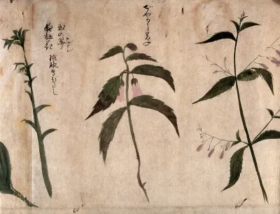 Two flowering plants