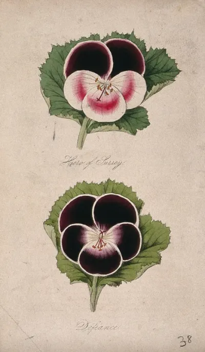 Two flowers from different varieties of pelargonium (Pelargonium species)