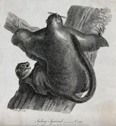 Two flying squirrels climbing up the trunk of a tree