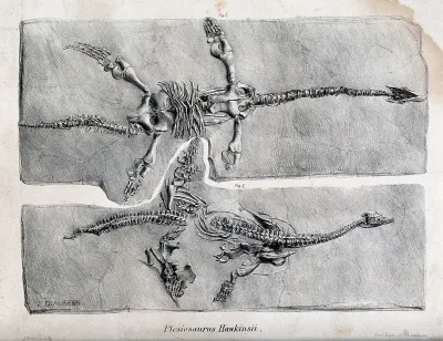 Two fossilised sauropods on black schistose slate