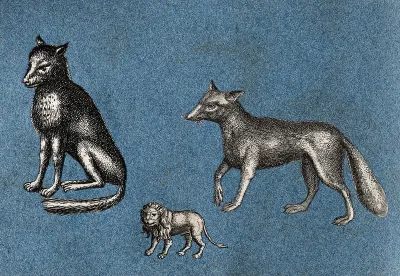Two foxes and a lion