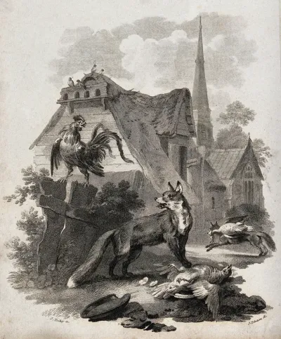 Two foxes killing and carrying away a goose and a chicken while a cockerel is watching on sitting on a fence post