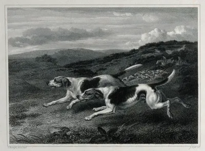 Two foxhounds chasing prey over the heath with a pack of dogs and huntsmen arriving in the background