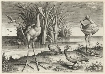 Two Giant Snipes and Two Surf Scoters