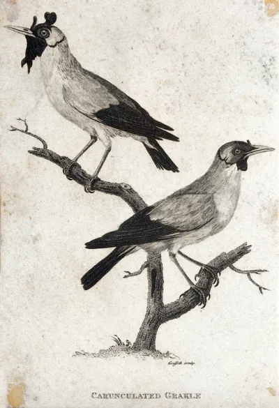 Two grackles (Carunculated Grakle) sitting on the branch of a dead tree