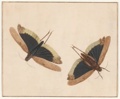Two Grasshoppers