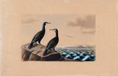 Two Great Cormorants