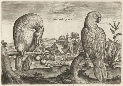 Two Grey Red-Tailed Parrots