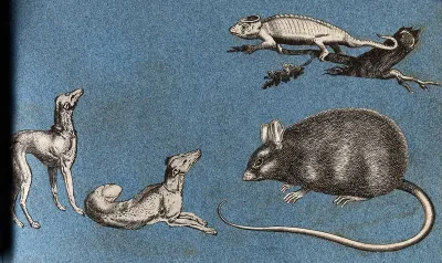 Two greyhounds, a rat and a lizard