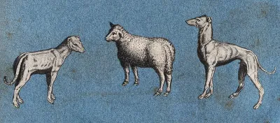 Two greyhounds and a sheep