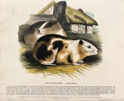 Two guinea-pigs in a farmyard