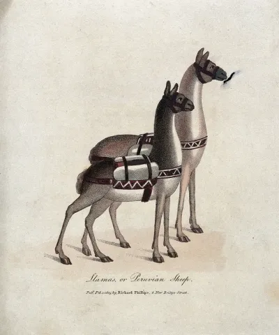 Two harnessed llamas