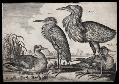 Two herons and several other water birds set in natural surroundings