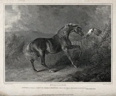 Two horses making contact over a fence on a meadow