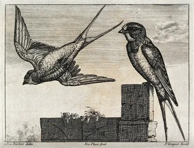 Two house martins or swallows