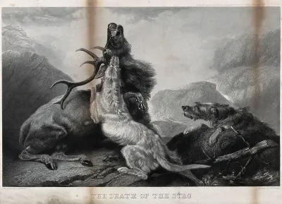 Two hunting dogs attack a stag, in a mountainous landscape