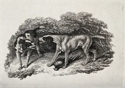 Two hunting dogs growling at each other over a dead fowl