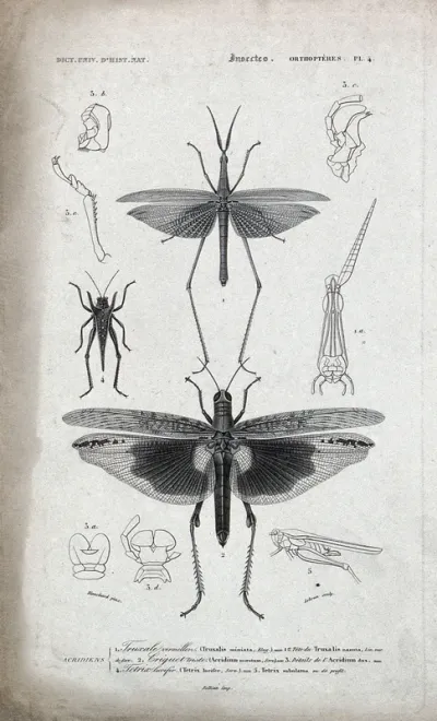 Two insects of the order orthoptera surrounded by parts of their bodily structure