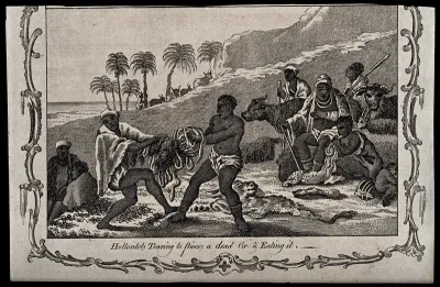 Two Khoikhoi people (South African tribe) tearing the intestines of an ox apart to eat; four men seated in the background, one of them eating intestines of the ox