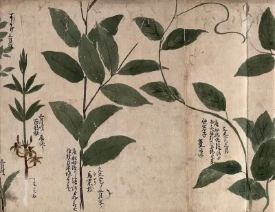 Two leafy stems and one flowering plant
