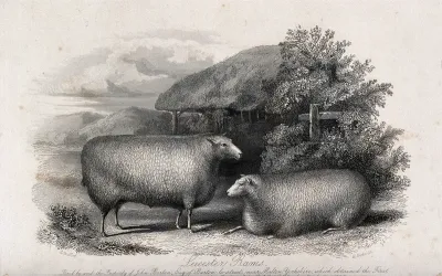 Two Leicester rams