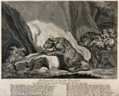 Two leopards and their cubs