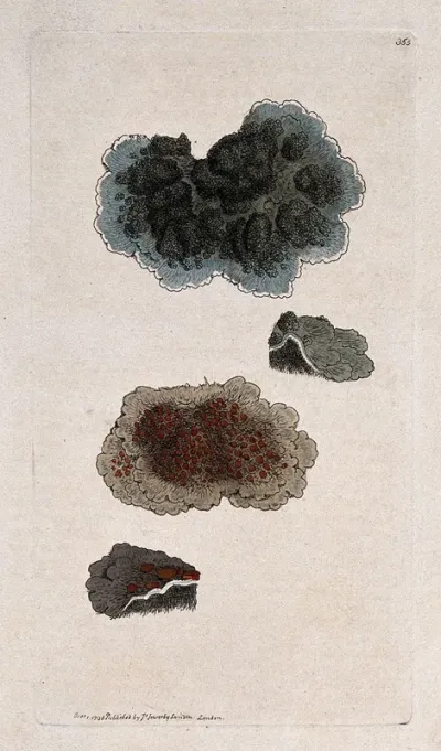 Two lichens with whole and sectioned thallus